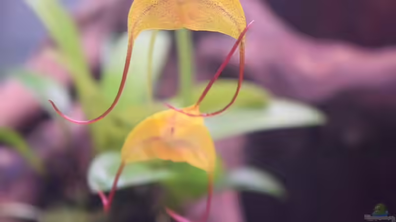  Blüte von Masdevallia triangularis von Junglist (34)