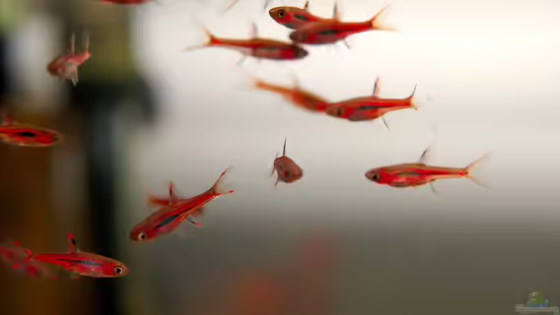  Boraras brigittae von Jo The Fish (8)