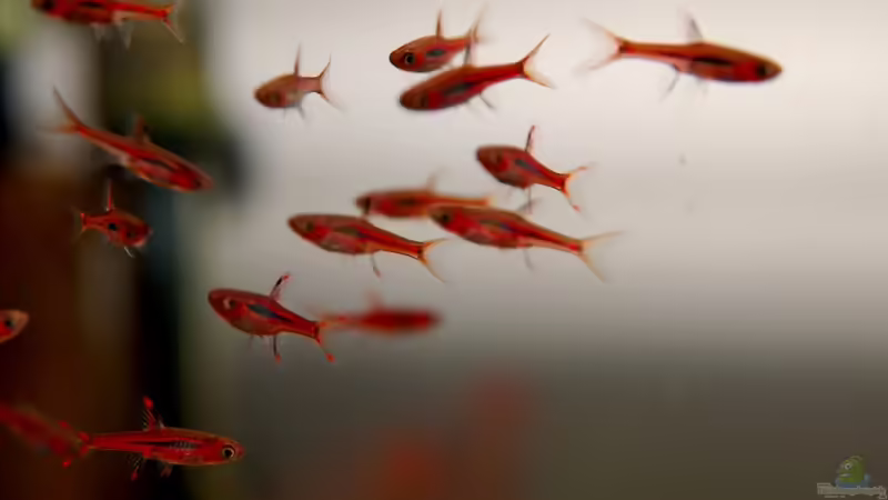  Boraras brigittae von Jo The Fish (9)