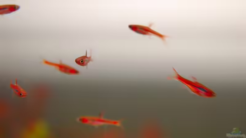 Moskitobärbling im Aquarium halten (Einrichtungsbeispiele für Boraras brigittae)