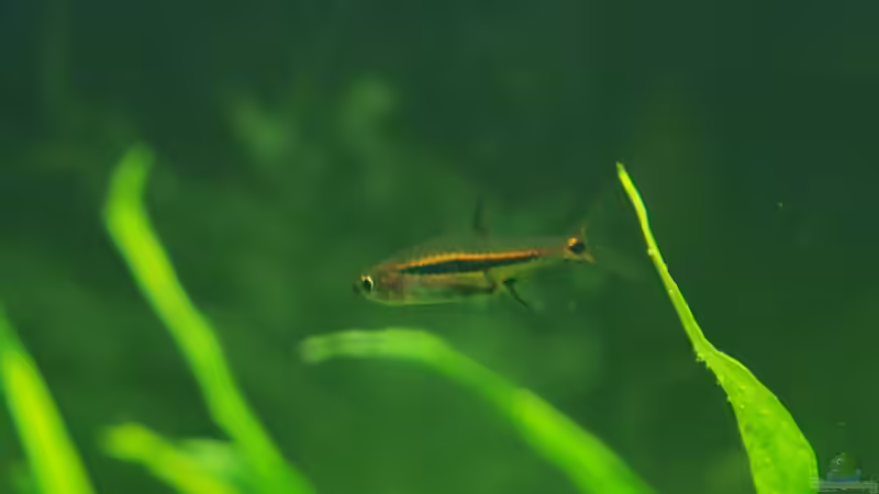  Boraras urophthalmoides von Pseudomugil (26)