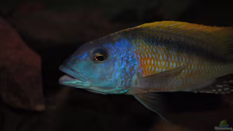 Einrichtungsbeispiele für die Haltung von Buccochromis rhoadesii im Aquarium