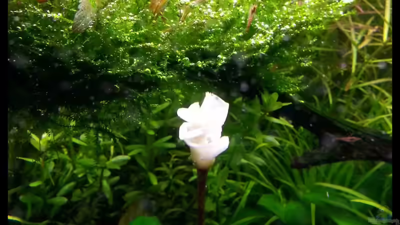  Bucephalandra motleyana Blühte von Konzi (22)