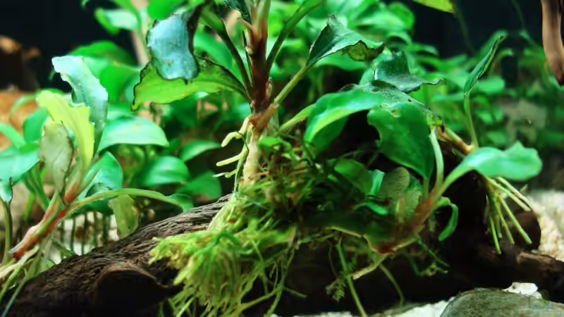  Bucephalandra motleyana von cantiga (13)