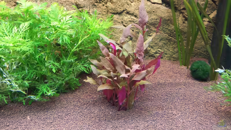  Burgunder-Rotes Papageienblatt / Alternanthera reineckii PURPLE von Christian Lösel (5)