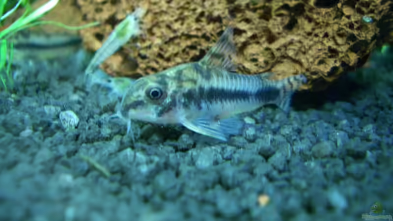  C. habrosus  von Harry Otterbach (10)