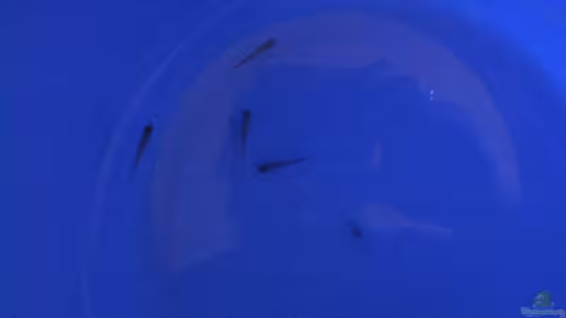 Carnegiella myersi im Aquarium halten (Einrichtungsbeispiele für Glasbeilbauchfisch)