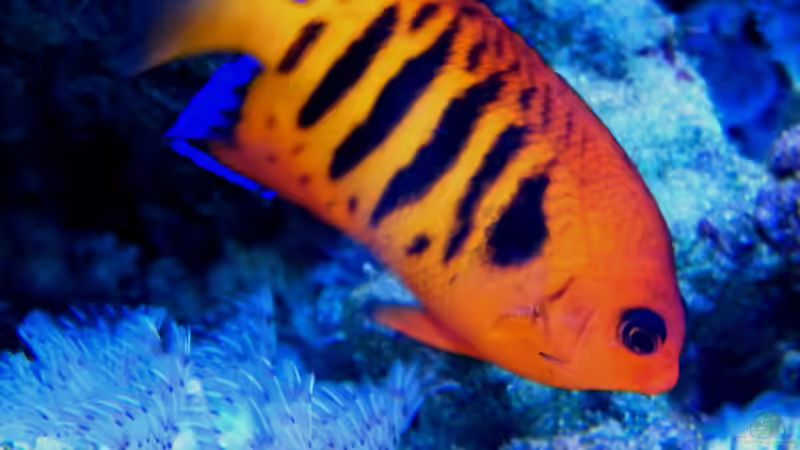  Centropyge loriculus von Malawigo (57)