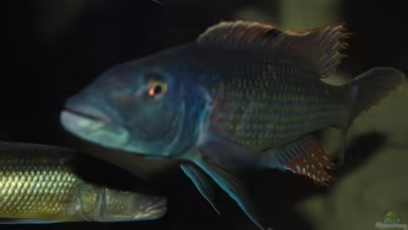 ><(((°> Champsochromis caeruleus Bock u Weibchen (ausgezogen) von Manni (9)