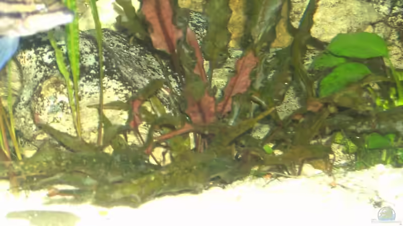  Cryptocoryne aponogelifolia von Aqua92 (6)