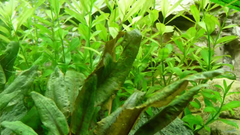  Cryptocoryne Wendtii Tropica und INDISCHER WASSERFREUND HYGROPHILA POLYSPERMA von Zewana (10)