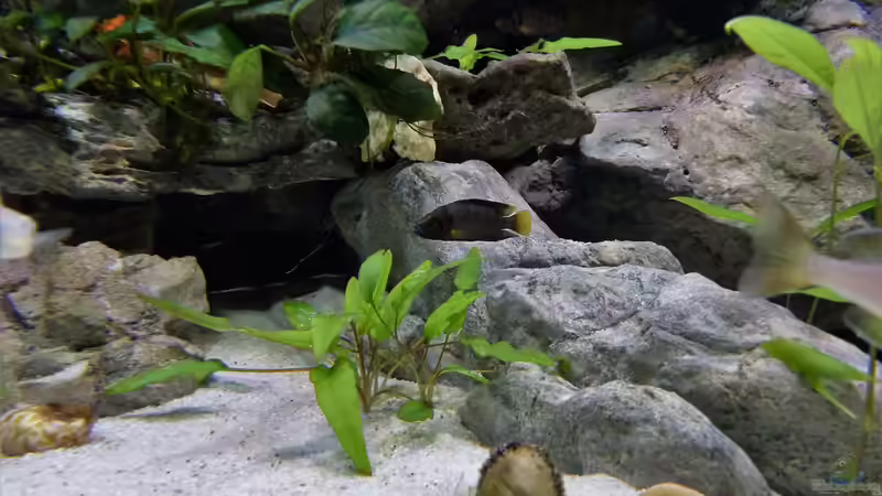  Cryptocoryne wendtii von Martina (11)