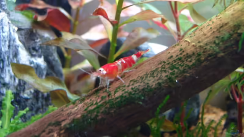  Crystal Red von Aquarienfreund44 (17)
