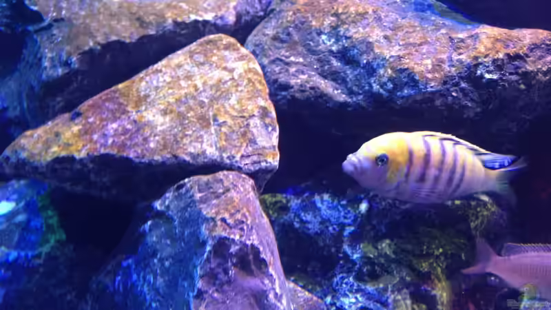  Cynotilapia Afra Cobue von Chimme (31)