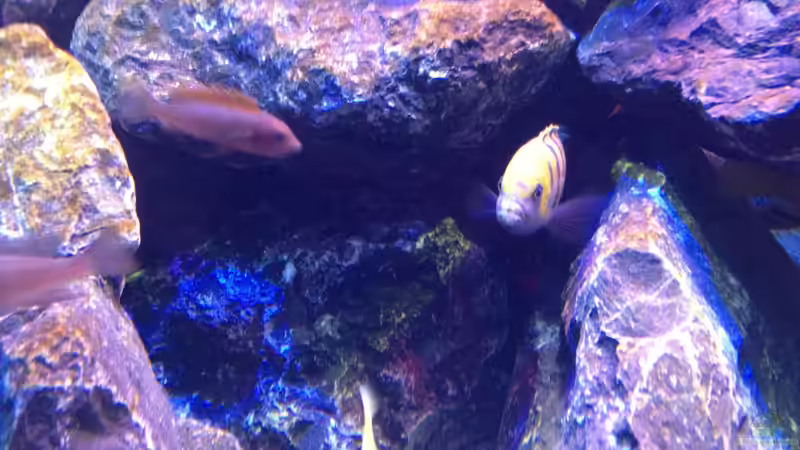  Cynotilapia Afra Cobue von Chimme (33)