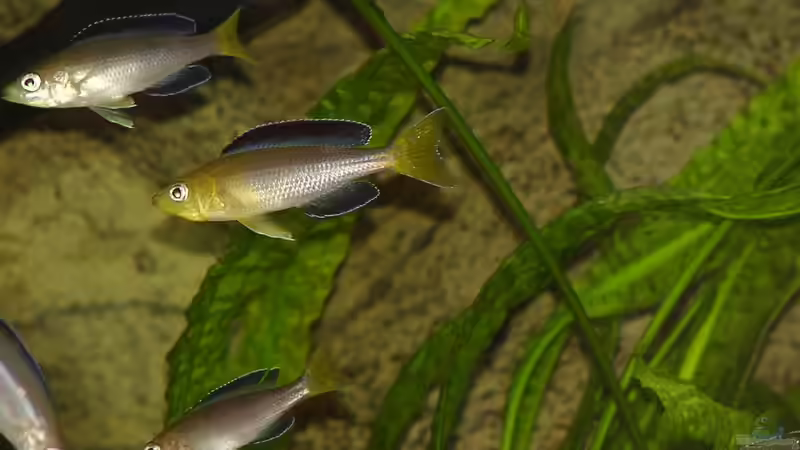  Cyprichromis leptosoma ´Jumbo Yellow Head Kekese´ (Jungtiere)  von Norbert Ruhnau (19)