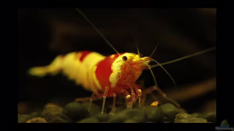 ~ Das kleine 1 x 1 der Zwerggarnelenhaltung ~