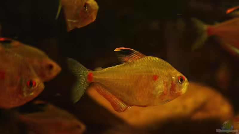 ~~ Der Schönste Salmler Amazoniens ~~