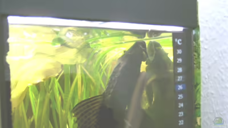  DER XXL WELZ  von Emmy Bergmann (18)