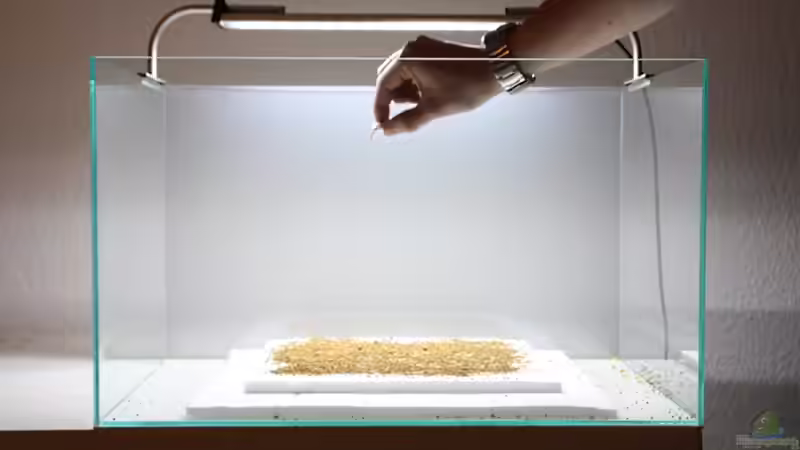  Desweiteren wird AquaUno als Bakterienstarter für den Bodengrund aufgetragen.  von Arami Gurami (6)