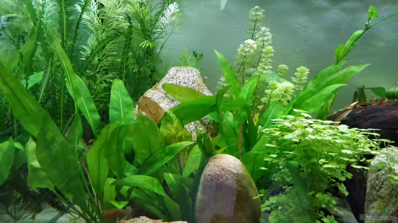 Aponogeton longiplumulosus im Aquarium pflanzen (Einrichtungsbeispiele mit Gewellte Madagaskar-Wasserähre)