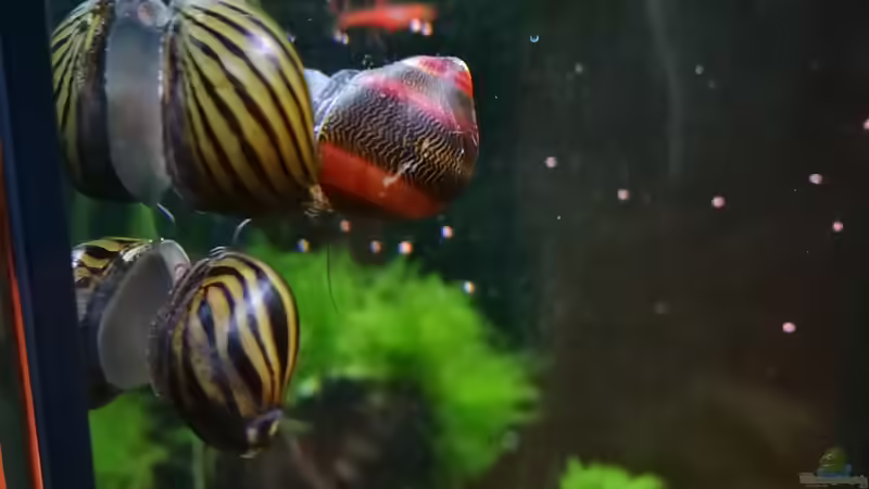  Die mögen sich von gonzi (17)