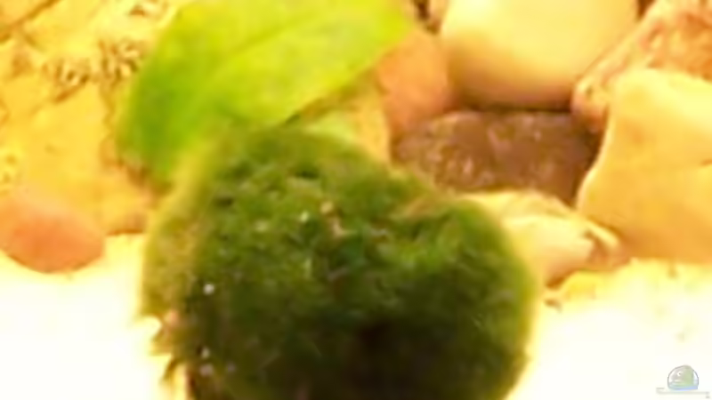  DIE MOOSKUGEL von Emmy Bergmann (5)