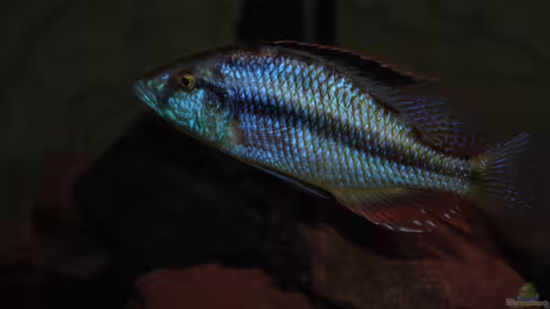 ><(((°> Dimidiochromis Compressiceps Bock  von Manni (18)