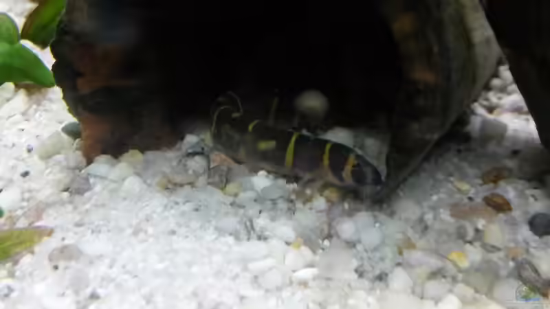  Dornauge (Pangio) (Syn.: Acanthophthalmus)  von Robert&Alex (16)