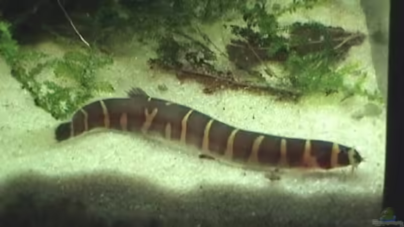 Aquarien mit Gefleckten Dornaugen (Pangio kuhlii)