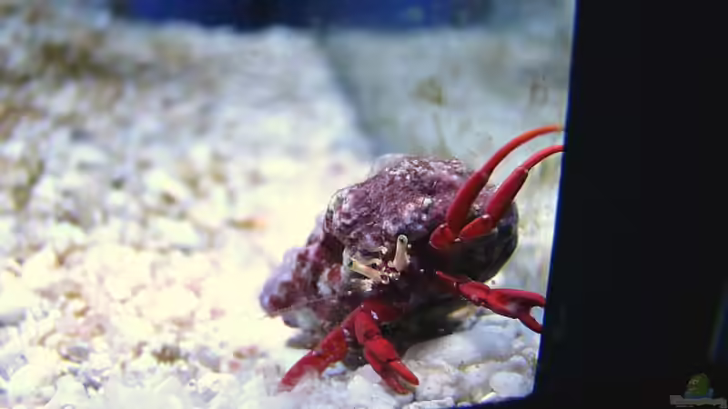 *** DRACULA *** von bernie-124 (14)