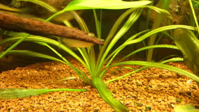  Echinodorus ..... von Oliver Boden (11)