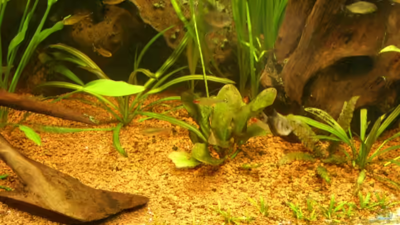  Echinodorus ..... von Oliver Boden (12)