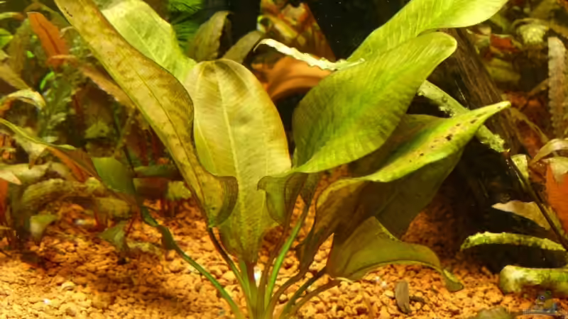  Echinodorus .... von Oliver Boden (10)