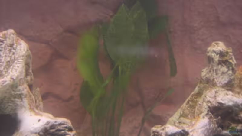  Echinodorus argentinenis von Günni (5)