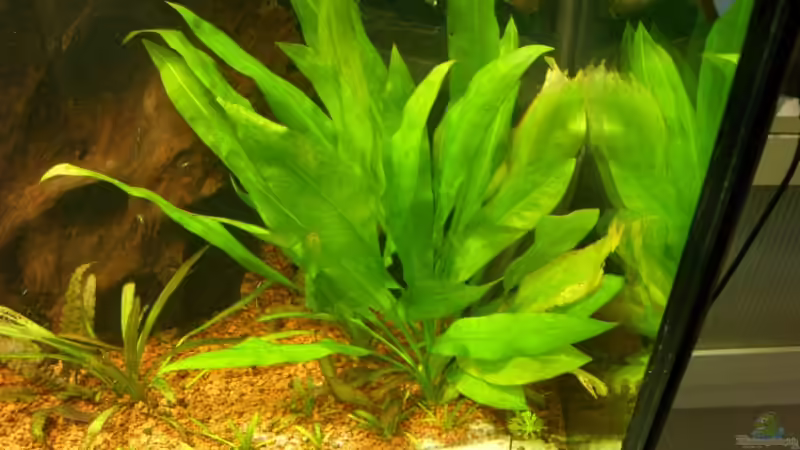  Echinodorus bleheri  von Oliver Boden (8)