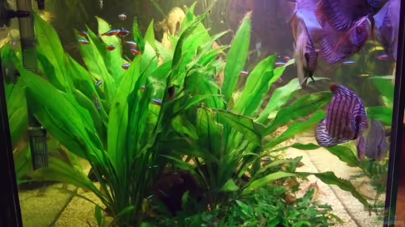  Echinodorus bleheri von Udo Müller (13)