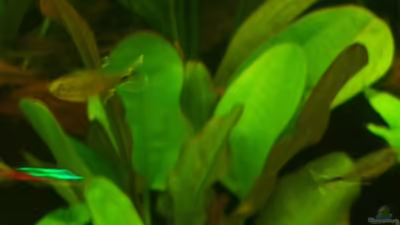  Echinodorus Dschungelstar (Kleiner Bär)  von Schratze (22)