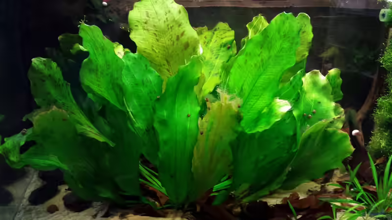  Echinodorus Ozelot  von Markus J. (9)