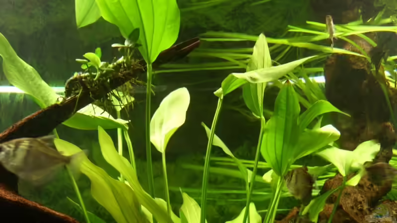  Echinodorus subalatus von Oliver Boden (9)