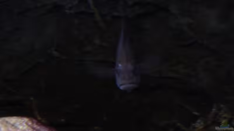  Ein gut getarntes Weibchen 13.02.2014 von DER YBBSTALER (62)