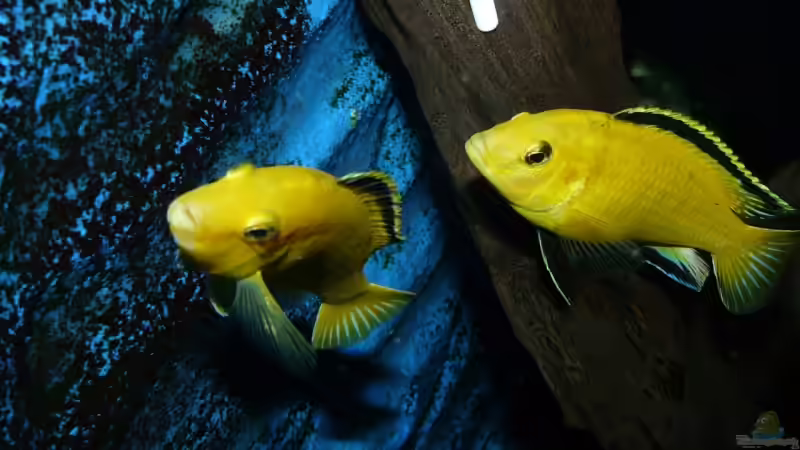  Ein schönes Duo - Yellow - von Andreas Gorr (20)