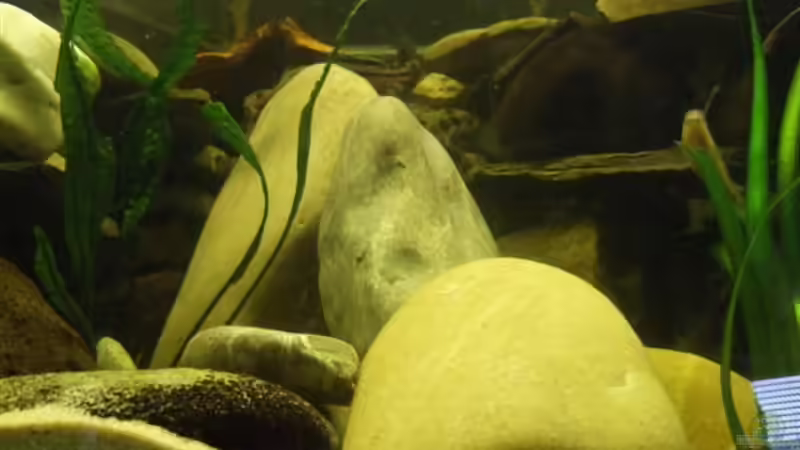  Eine Reviergrenze von Esslinger (32)