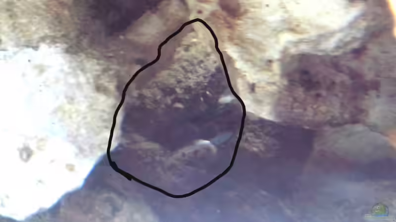  eingeschleppten Mitraxkrabbe von Christian Bayerl (28)