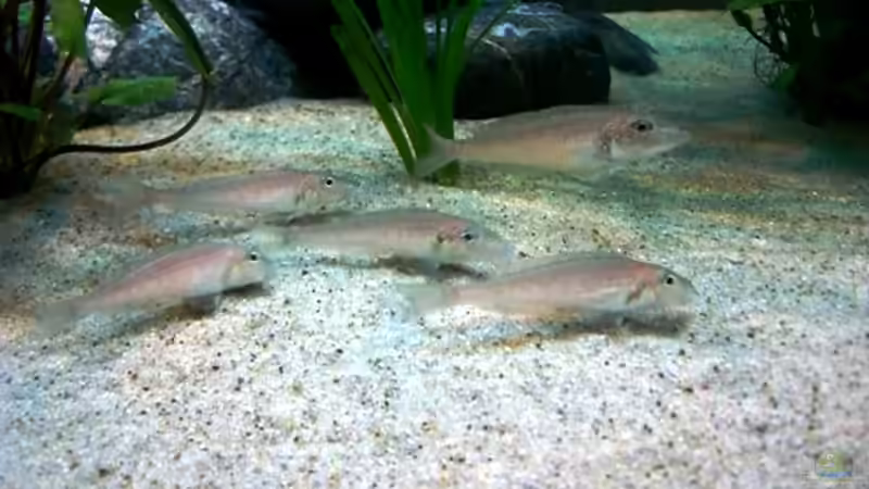  Enantiopus melanogenys beim Sand kauen von Hermann Süss (19)