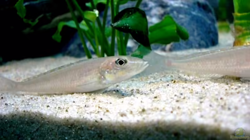  Enantiopus melanogenys von Hermann Süss (20)