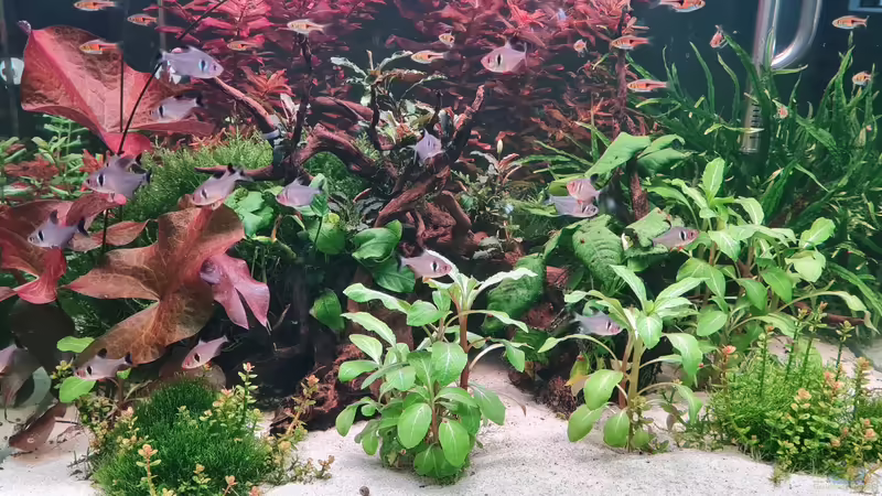 Aquarien mit Trigonostigma espei (Espes Keilfleckbärbling)