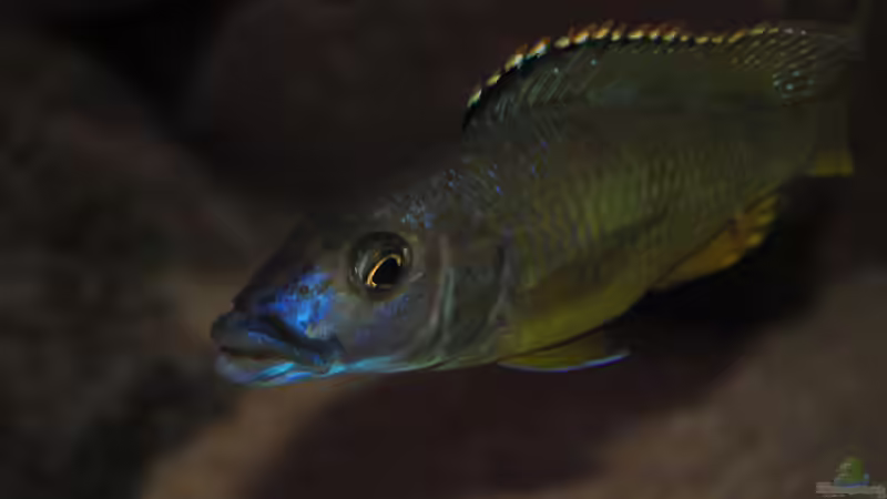 Einrichtungsbeispiele mit Exochochromis anagenys