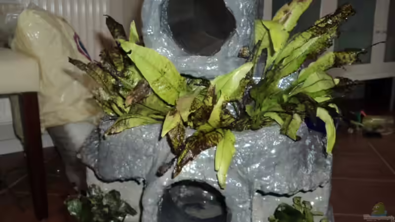  Felsen mit Pflanzen beim Einbau von Michael Boeck (18)