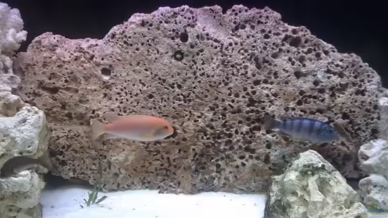  Felsgestein 70x40x6cm von Harald Ollenburg (6)